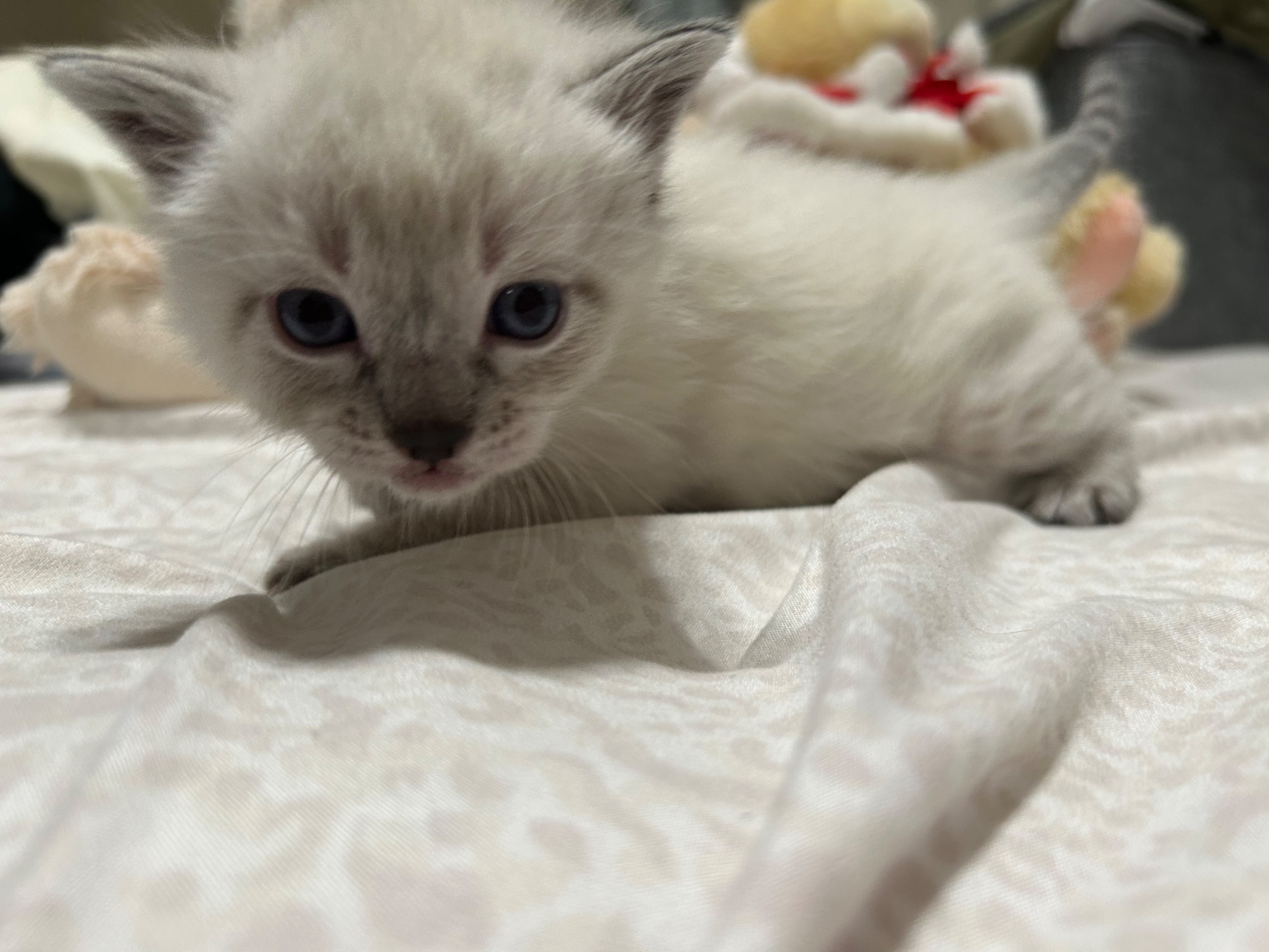 家里的猫生了小猫，想帮它找个新家庭。小猫是白色猫和蓝眼睛。价钱面谈。有兴趣发短信给我 626-620-6282