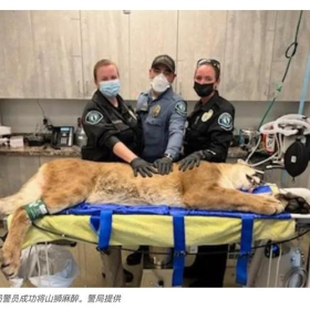 橙郡尔湾市某购物中心突现一只山狮，尔湾警察局迅速前往控制山狮