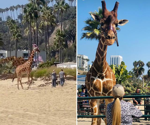 美国洛杉矶圣莫尼卡海滩上惊现一头长颈鹿 游客纷纷围观拍照