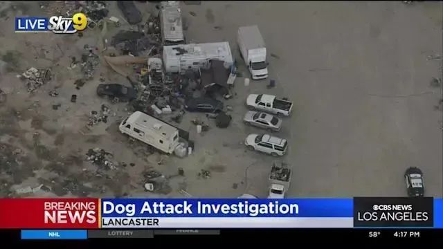 洛杉矶兰卡斯特一处游民营地发生斗牛犬袭击人事件，造成一男子死亡，三人受伤