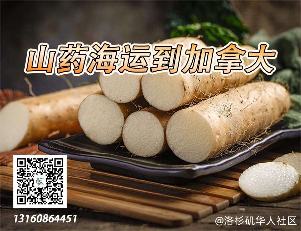 山药、甜点、海带结海运冷链到加拿大冷冻柜运输庄家