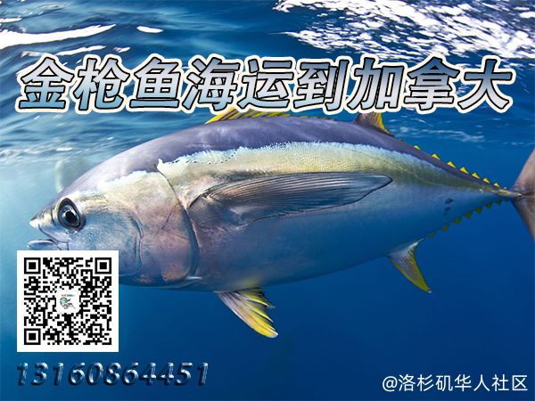 冷冻燕窝、金枪鱼、小龙虾海运冷链到加拿大整柜直航到港