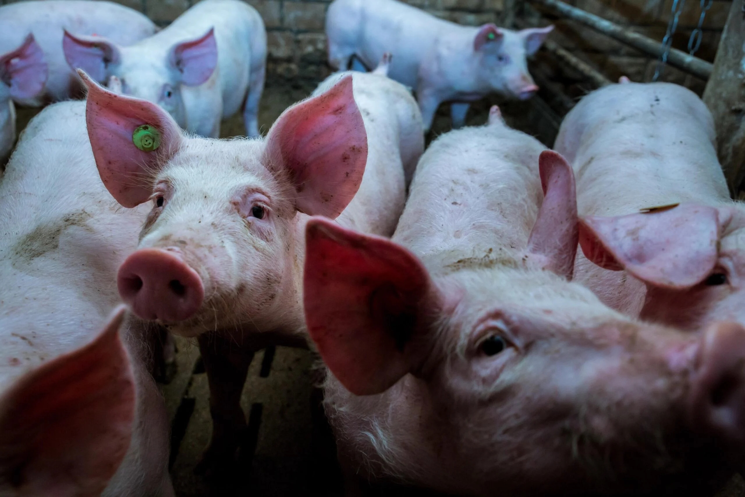 猪肉行业就加州法律向美国最高法院提起诉讼